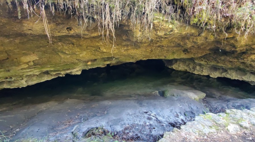 A dark cave entrance with rocky walls and a damp floor, surrounded by grass and vegetation.