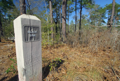 A wooden post marked "BLACK SINK" stands in a wooded area with pine trees and dry leaves on the ground.
