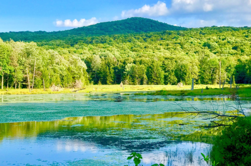 Lush green landscape with a serene lake reflecting trees and a distant hill under a blue sky with fluffy clouds.