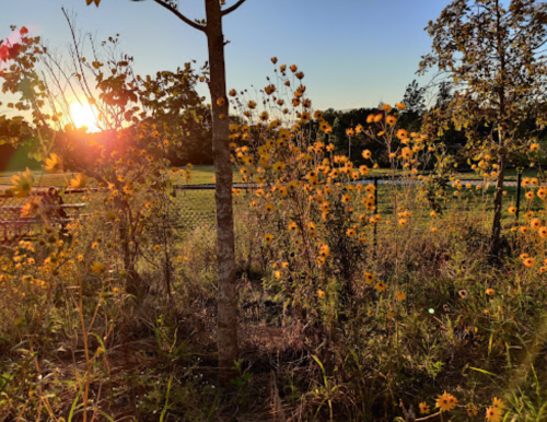 A sunset casts a warm glow over a field of yellow flowers and trees, creating a serene natural scene.