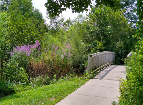 A wooden bridge over a path surrounded by lush greenery and blooming purple flowers.