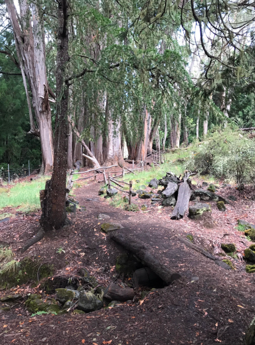 A serene forest path lined with tall trees, rocks, and a small wooden bridge over a stream.