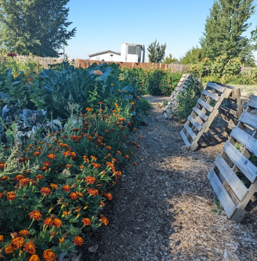 A vibrant garden path lined with orange marigolds and lush green plants, with wooden pallets on the side.