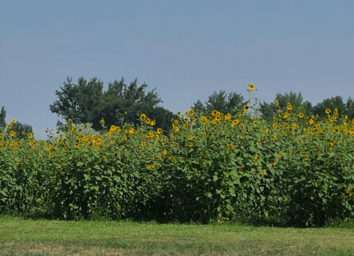 A vibrant field of sunflowers stretches across the landscape under a clear blue sky.