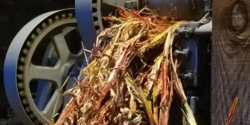 A close-up of a machine processing plant material, with colorful fibers spilling out from the output.