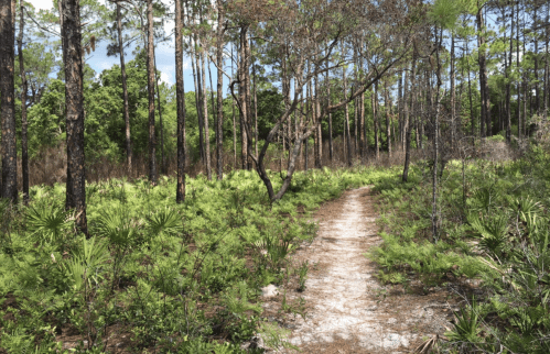 A winding dirt path through a lush forest with tall pine trees and green underbrush.