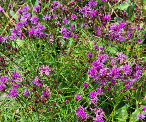 A vibrant cluster of small purple flowers surrounded by green grass.