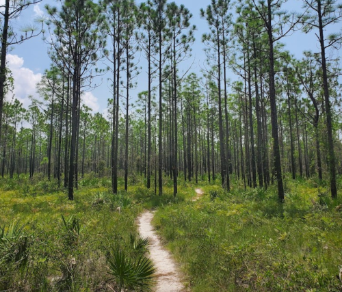 A winding dirt path through a lush green forest of tall pine trees under a clear blue sky.