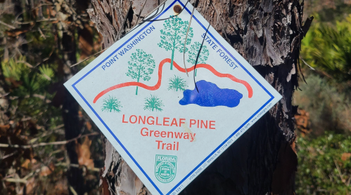 Sign for Longleaf Pine Greenway Trail in Point Washington State Forest, featuring trees and a trail map.