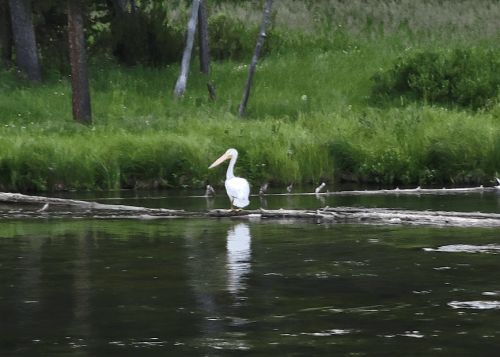A white pelican stands on a log by a calm river, surrounded by green grass and trees.