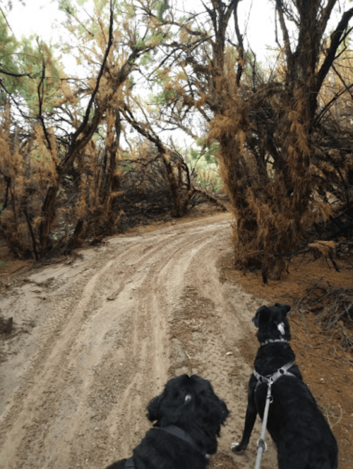 Two dogs on leashes stand on a dirt path surrounded by trees, with a winding trail ahead.