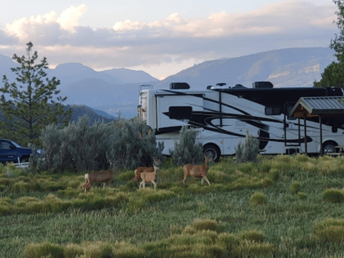 Three deer graze in a grassy area near an RV and a small building, with mountains in the background.