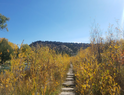 A stone path leads through tall yellow foliage under a clear blue sky, with a hillside in the background.