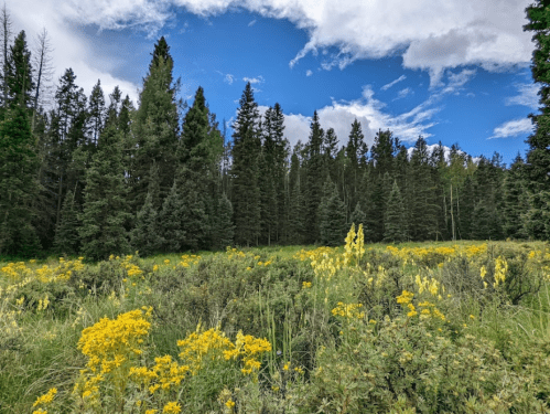 A vibrant meadow filled with yellow flowers, surrounded by tall green trees under a blue sky with scattered clouds.