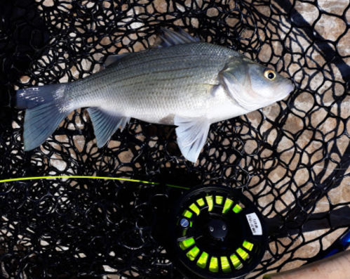 A caught fish resting on a black fishing net, next to a colorful fishing reel.