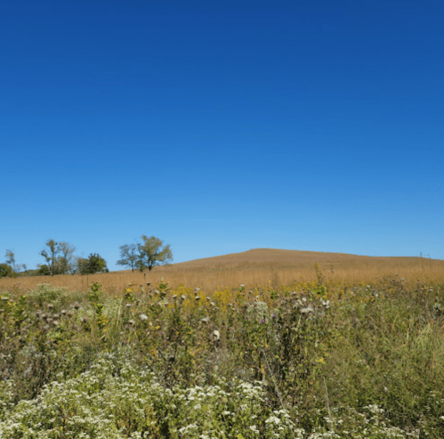 A clear blue sky above a grassy field with wildflowers and a distant hill in the background.
