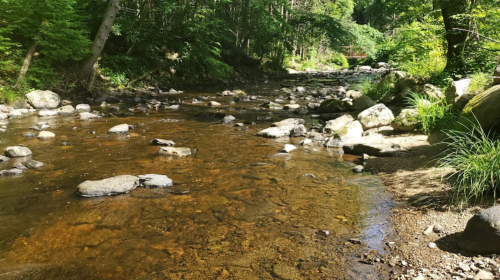 A serene river flows through a lush green forest, with smooth stones visible in the clear water.