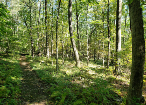 A serene forest path surrounded by tall trees and lush greenery, with sunlight filtering through the leaves.