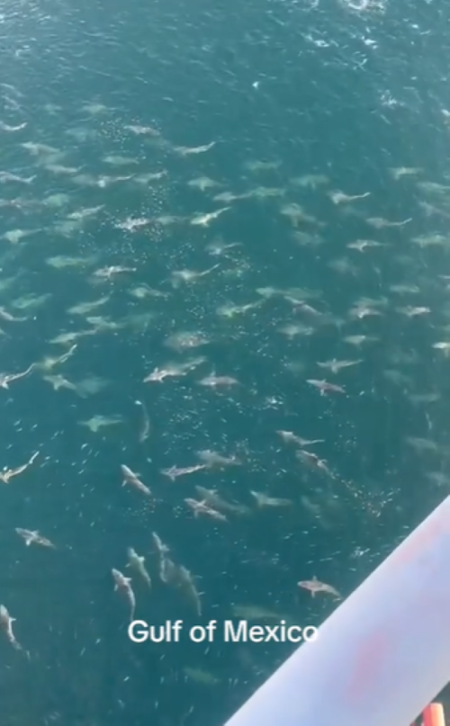 Aerial view of the Gulf of Mexico showing a large school of fish swimming in clear blue water.