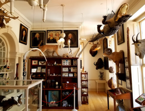 A museum display featuring taxidermy animals, portraits, and various natural history artifacts in a well-lit room.