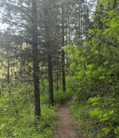 A narrow dirt path winds through a dense forest of tall trees and lush greenery.