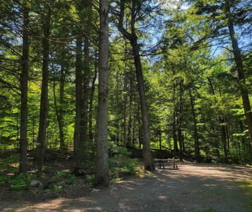 A serene forest scene with tall trees and a picnic table in a clearing, surrounded by lush greenery.