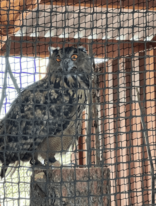 A large owl perched on a wooden stump inside a cage, with striking orange eyes and a mottled brown and gray plumage.