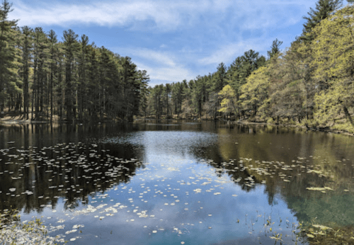 A serene lake surrounded by trees, reflecting the sky and scattered lily pads on the water's surface.