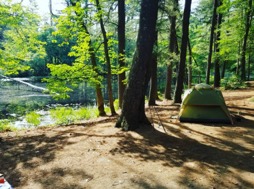 A green tent set up by a serene pond, surrounded by tall trees and dappled sunlight.