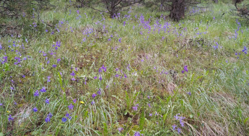 A lush field of purple wildflowers surrounded by green grass and sparse trees.