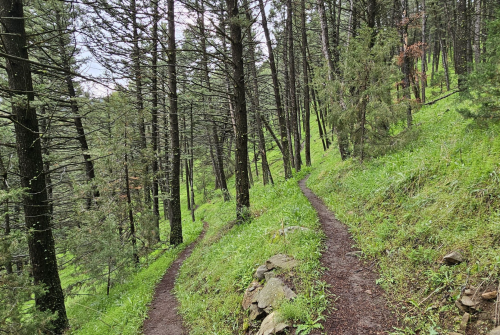 A winding dirt path through a lush green forest with tall trees and grassy undergrowth.