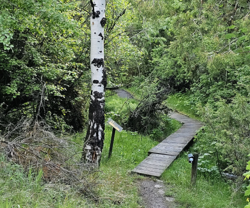 A winding wooden path through lush green foliage, with a birch tree and a signpost nearby.