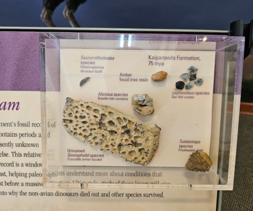 Display of fossil specimens from the Kaiparowits Formation, including various species and amber.