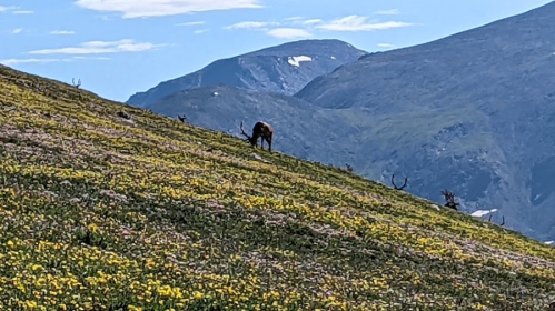 A lone animal grazes on a hillside covered in yellow flowers, with mountains in the background under a clear blue sky.