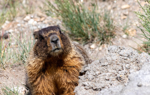 A close-up of a marmot sitting near a rock, surrounded by grass and gravel.