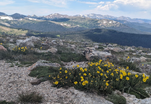 A rocky landscape with vibrant yellow flowers in the foreground, set against a backdrop of mountains and blue sky.