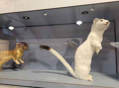 A mounted display featuring a weasel and a stoat, showcasing their distinct colors and postures.