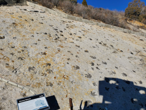 Fossilized dinosaur footprints on a rocky surface, with a sign providing information in the foreground.