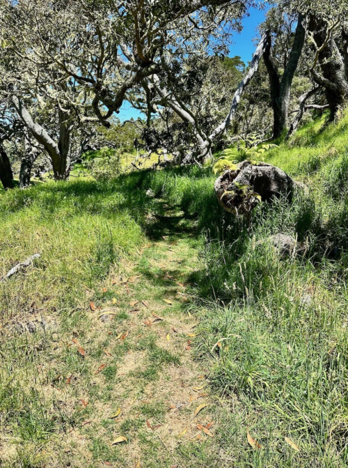 A narrow, grassy path winds through a lush, green landscape with trees and dappled sunlight.