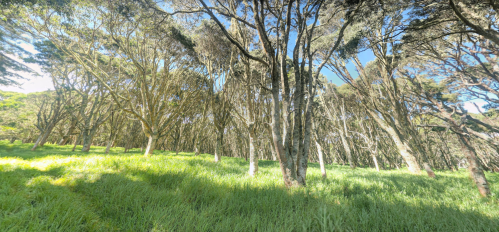 A lush forest with tall trees and vibrant green grass under a clear blue sky.