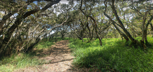 A winding path through a lush, green forest with trees arching overhead and sunlight filtering through the leaves.