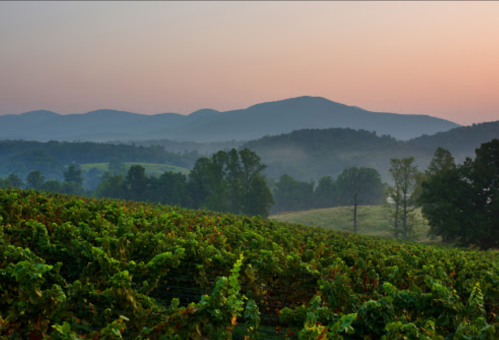 A serene vineyard landscape at dawn, with rolling hills and misty mountains in the background.