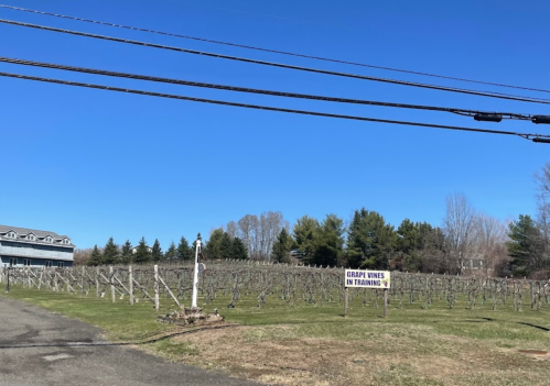 A vineyard with rows of grapevines under a clear blue sky, featuring a sign that reads "Grape Vines in Training."