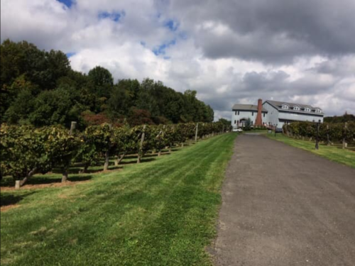 A gravel path leads through lush vineyards to a large house under a cloudy sky.
