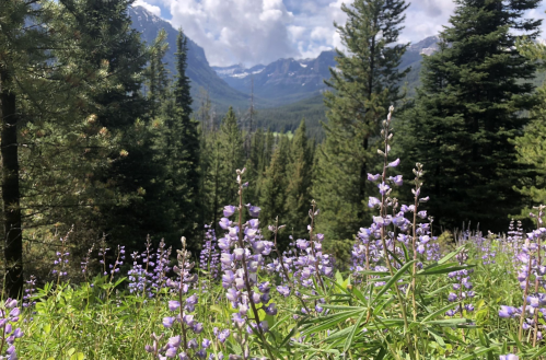 A scenic view of purple wildflowers in the foreground, with mountains and pine trees in the background under a cloudy sky.