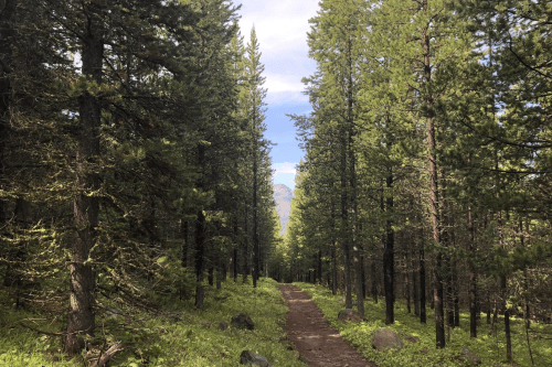 A narrow dirt path winds through a dense forest of tall pine trees, leading to a distant mountain under a blue sky.