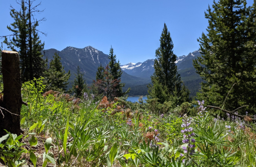 A scenic view of a lake surrounded by mountains and lush greenery, with wildflowers in the foreground under a clear blue sky.
