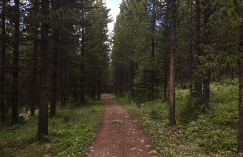 A winding dirt path through a dense forest of tall pine trees and lush green undergrowth.