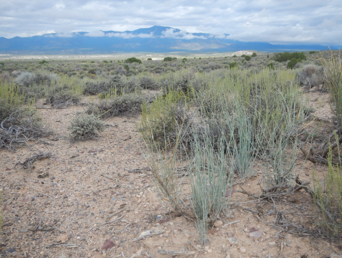A desert landscape with sparse vegetation and mountains in the background under a cloudy sky.