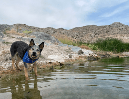 A dog stands in shallow water by a rocky shore, with hills and greenery in the background under a cloudy sky.